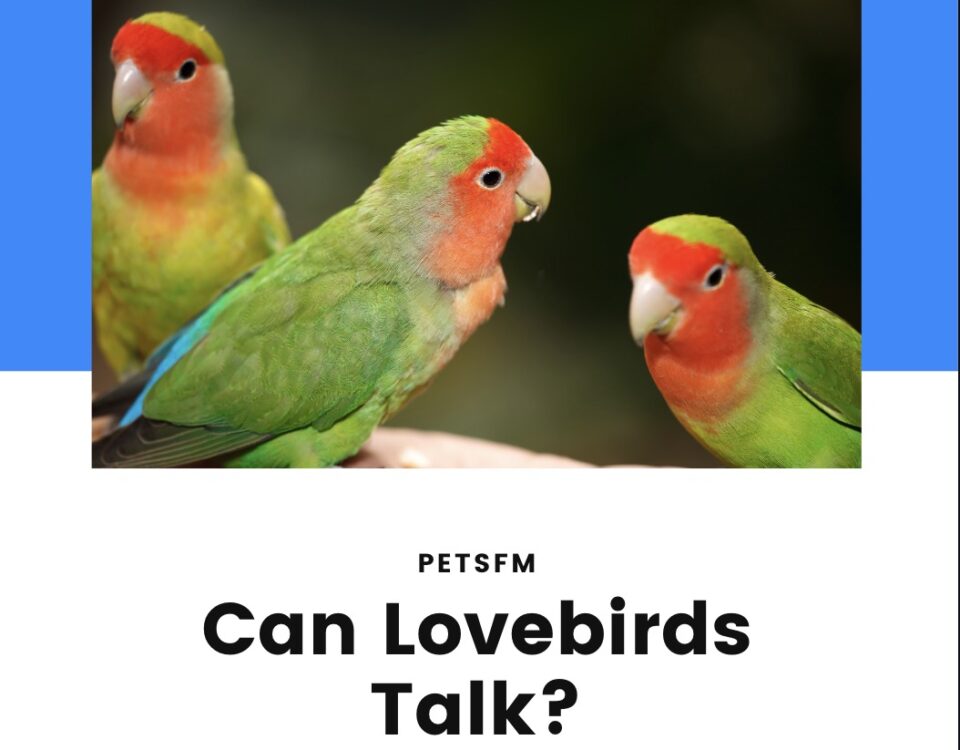 Do Lovebirds Talk? [Teaching Lovebirds to Talk: Tips and Techniques]